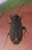 Stygnocoris sp.